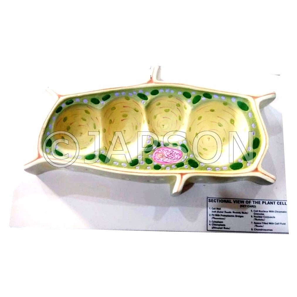 Plant Cell Model, Big Plant Cell Model, Big